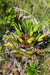 Cunonia macrophylla (2)